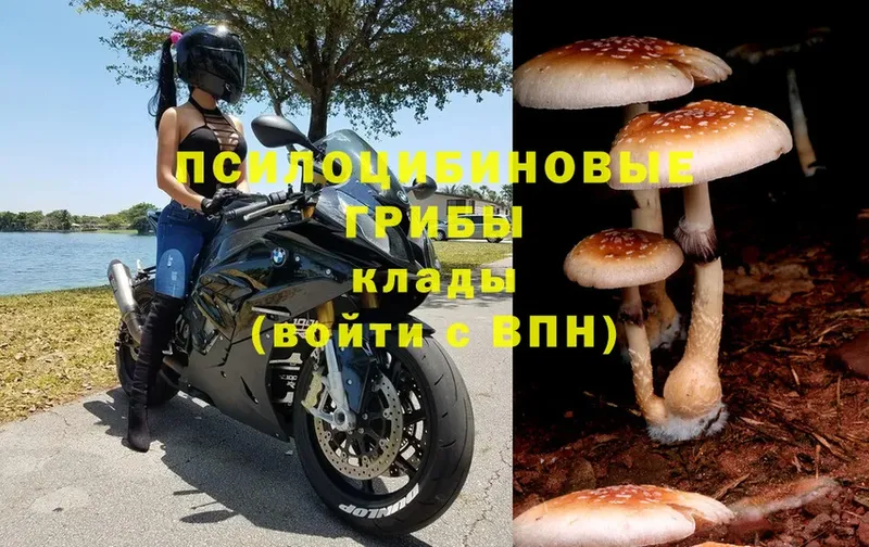 Галлюциногенные грибы Psilocybe  Кировск 